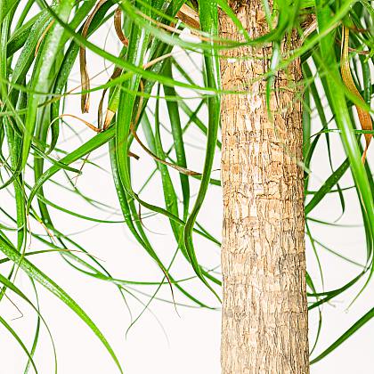 Beaucarnea Recurvata