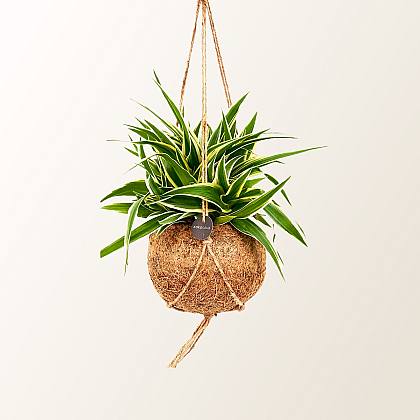 Chlorophytum Comosum Kokedama