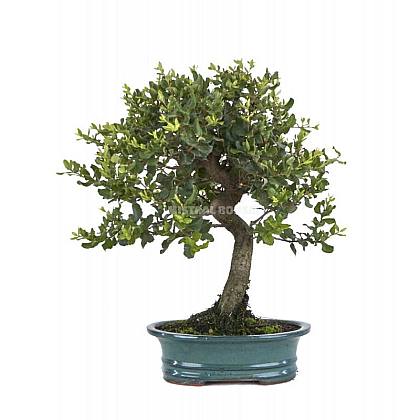 Quercus suber