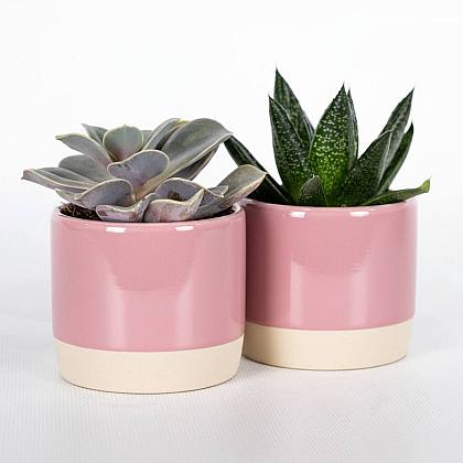 Duo Succulente Cuore