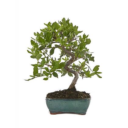 Sageretia theezans