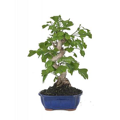 Ginkgo biloba