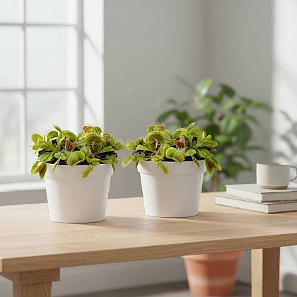 Dionaea Muscipula Dúo