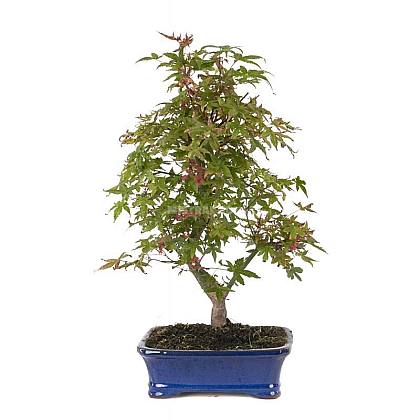 Acer palmatum 'Deshojo'