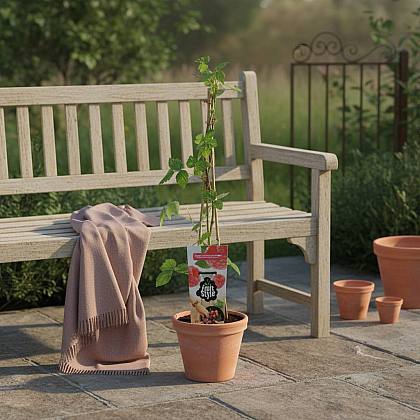 Frambuesa- Rubus Idaeus