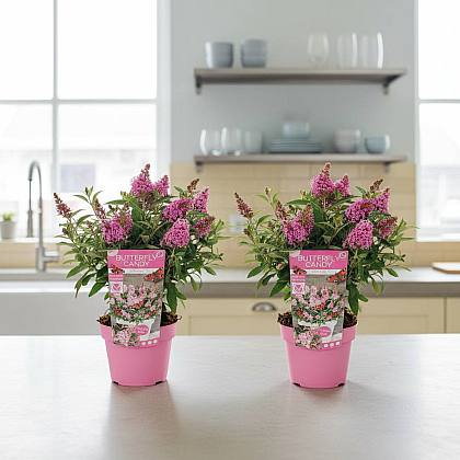 Duo de Buddleja Rosa