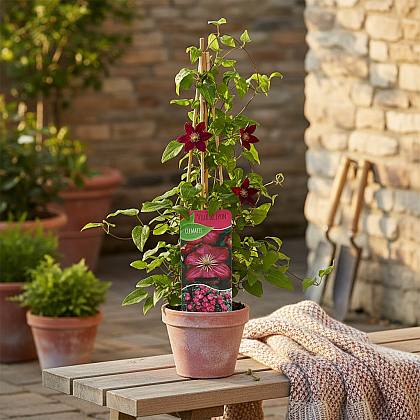 Clematis Ville de Lyon