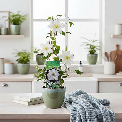 Clemátide 'Miss Bateman'