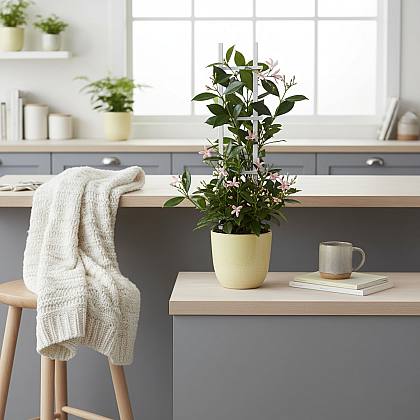 Trachelospermum Pink Shower