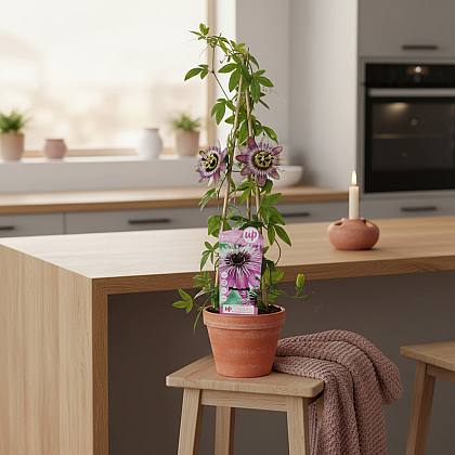 Passiflora Purple Haze