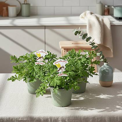 Pelargonium Isko Lemon Trio