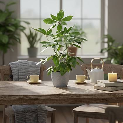 Schefflera Amate Delight