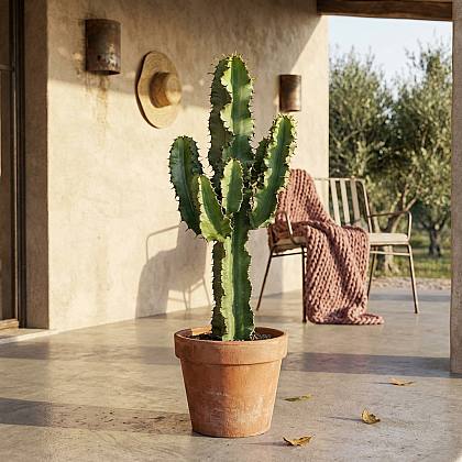 Euphorbia Cactus