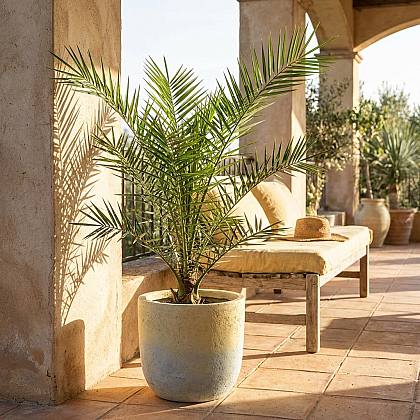 Phoenix Canariensis