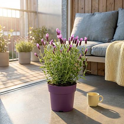 Lavanda Anouk