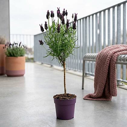 Lavandula Anouk