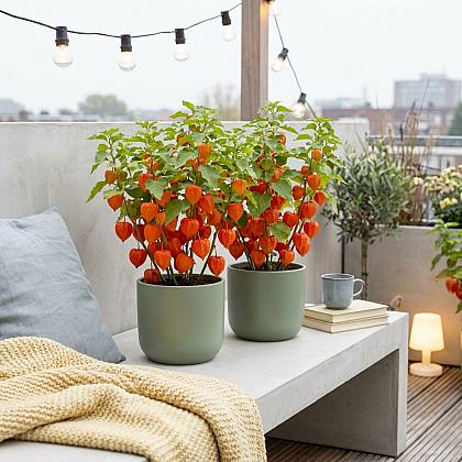 3 x plantas de farol chino