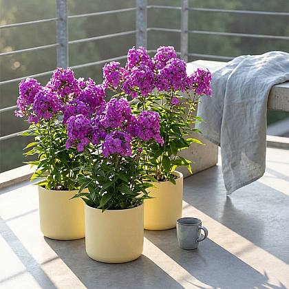 3 x Phlox paniculata 'Laura'