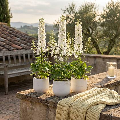 3 x Delfinio Blanco