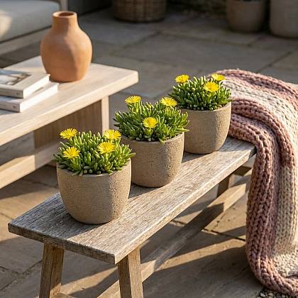 3 x Delosperma Congestum