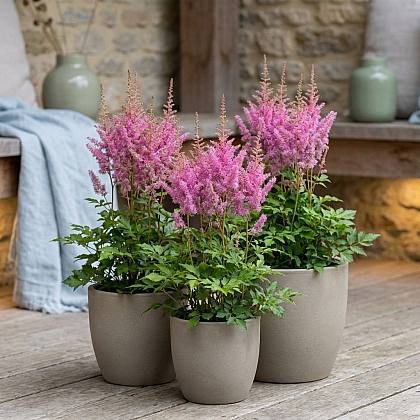 3 X Astilbe Pumila