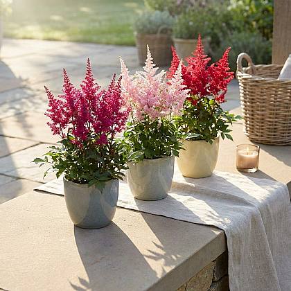 3 X Astilbe 'Fanal'