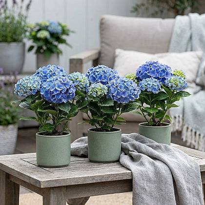 Trío Hortensia Temprano Azul