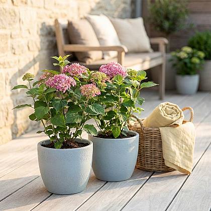 Duo Ortensia Rosa Annabelle