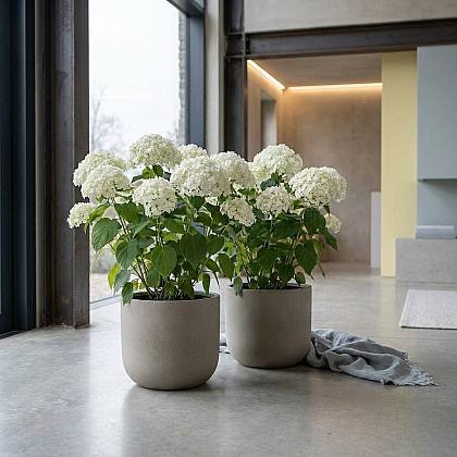 Duo Hortensia Fuerte Annabelle