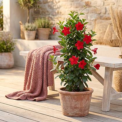 Mandevilla Roja