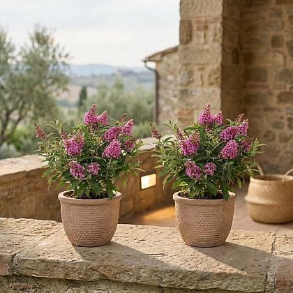 Duo di Buddleja Rosa
