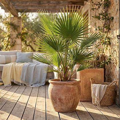 Washingtonia Robusta