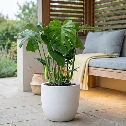 Monstera Deliciosa