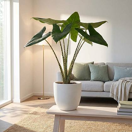 Alocasia Zebrina L