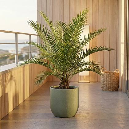 Phoenix Canariensis