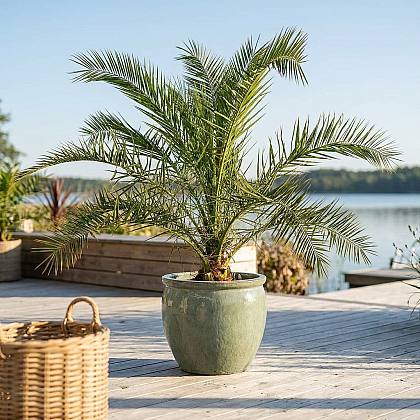Phoenix Canariensis