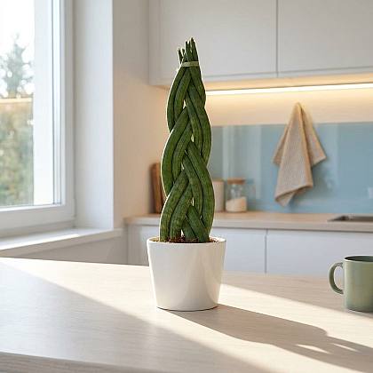 Sansevieria Twister