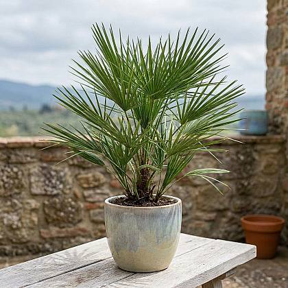 Chamaerops humilis palm